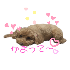 トイプーcocoのつぶやき