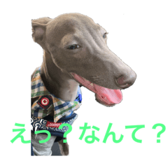 イタグレの萬太郎君