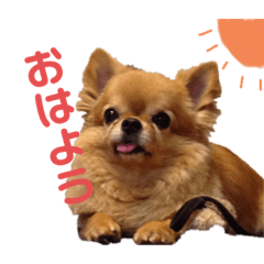 プリンといちご