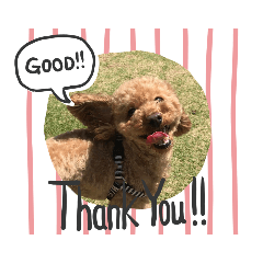 山口県でいちばん可愛いトイプードル