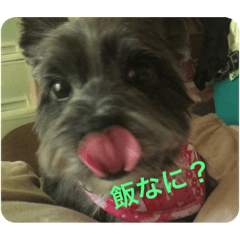 ココアの居る生活1