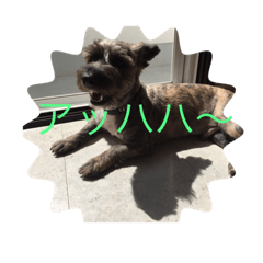 まめあずブラザーズ&てんてん