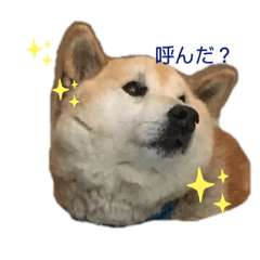 柴犬おごろさんの日常。