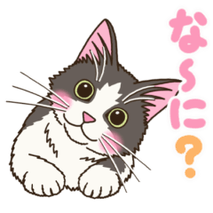 聞き上手なねこさんの動くスタンプ