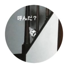 ノラ猫出身・ちゅう！