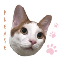 The cat name is mochi daily life