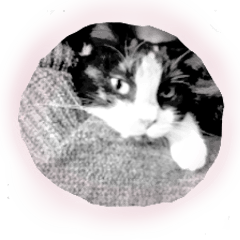 うちのみけねこ2