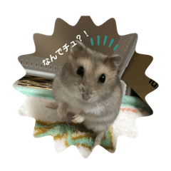 僕トンちゃん♫ハムスター★