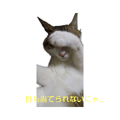 にゃぴとぎんちゃんのスタンプ