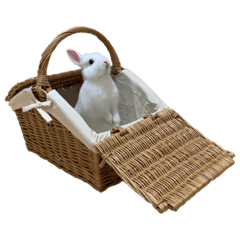 うさぎのいる生活  ●写真●