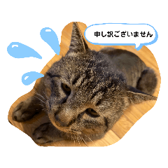 猫のきゃべつ君の日常スタンプ2
