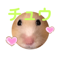 ハムスターのみるく　2