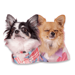 江熊家のカープ＆マル