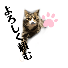 なんか微妙なスタンプ　猫時々犬