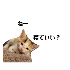 可愛いスタンプ猫