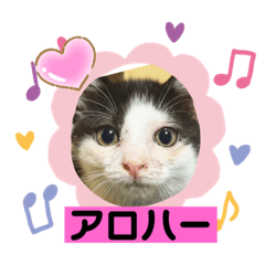 モアナちゃんと仲良しニャンズスタンプ