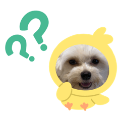 チワプースタンプ小梅ちゃん