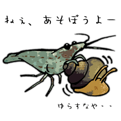 ヌマエビ君