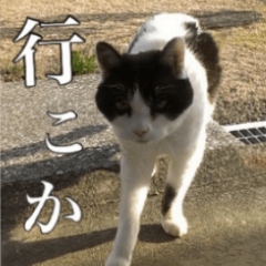 ねこneko日記（関西弁）