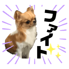 チワワ のモモちゃん❤︎