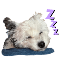 ウチノイヌタチ