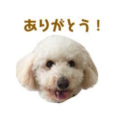 ちゃーーーくん