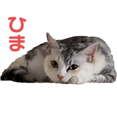 サバトラららのスタンプ