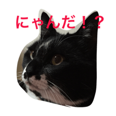 うちのクロ&グレー