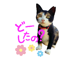 青島にゃんこ