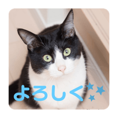 毎日使えるぶちねこスタンプッ！