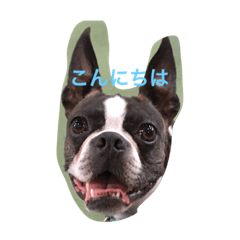 ボストンテリア 挨拶