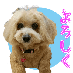 ななももごまみー太