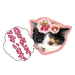 三毛猫BiBi-chan  吹き出し編