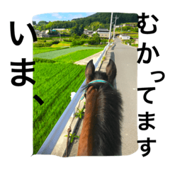 馬のなかまたち♪