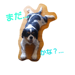 キャバリアの日常 No.1