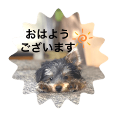 Pretty Animal♡yorkie