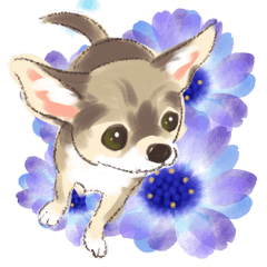 毎日いぬ全開（増補版）