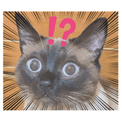 まろいといたち