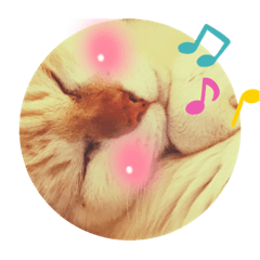 こと代姫の眠りニャー