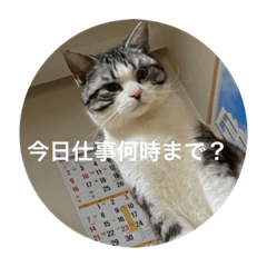 てんのちゃいろぶらんけっと