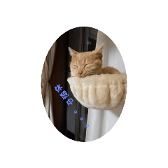 さくら猫の日常①