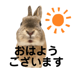 毎日使える♪うさぎのクッピーちゃん❣️