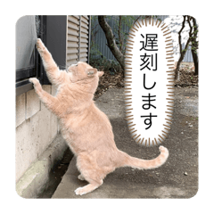 アイスキャッツ