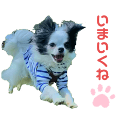 チョココイヴエド+ヤギ