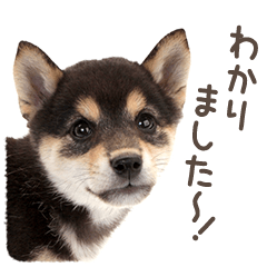 敬語で黒柴だワン！