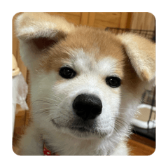 あもる＆あさひ☀️