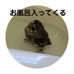 フクロウのあいさつ