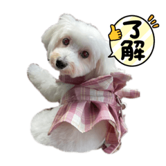 うちのフランポン