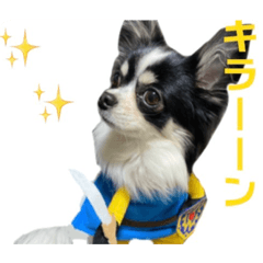 チワワしか勝たんっ