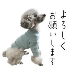 お返事プードル